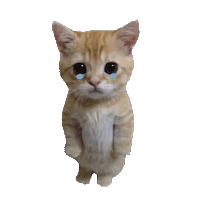 挨骂罚站小猫表情包发表情gif搞笑图片