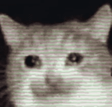 流泪猫咪 GIF发表情gif搞笑图片