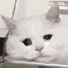 流泪猫咪动图发表情gif搞笑图片