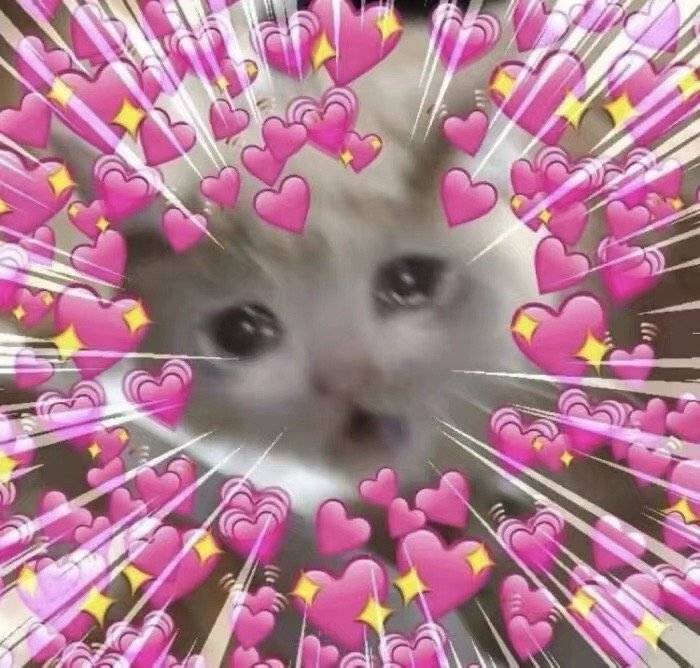 流泪猫猫头发表情gif搞笑图片