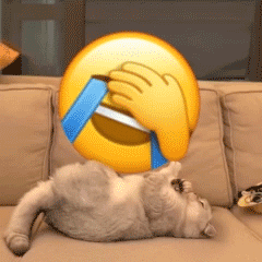 小猫咪踢捂眼无耐小黄脸表情包发表情gif搞笑图片