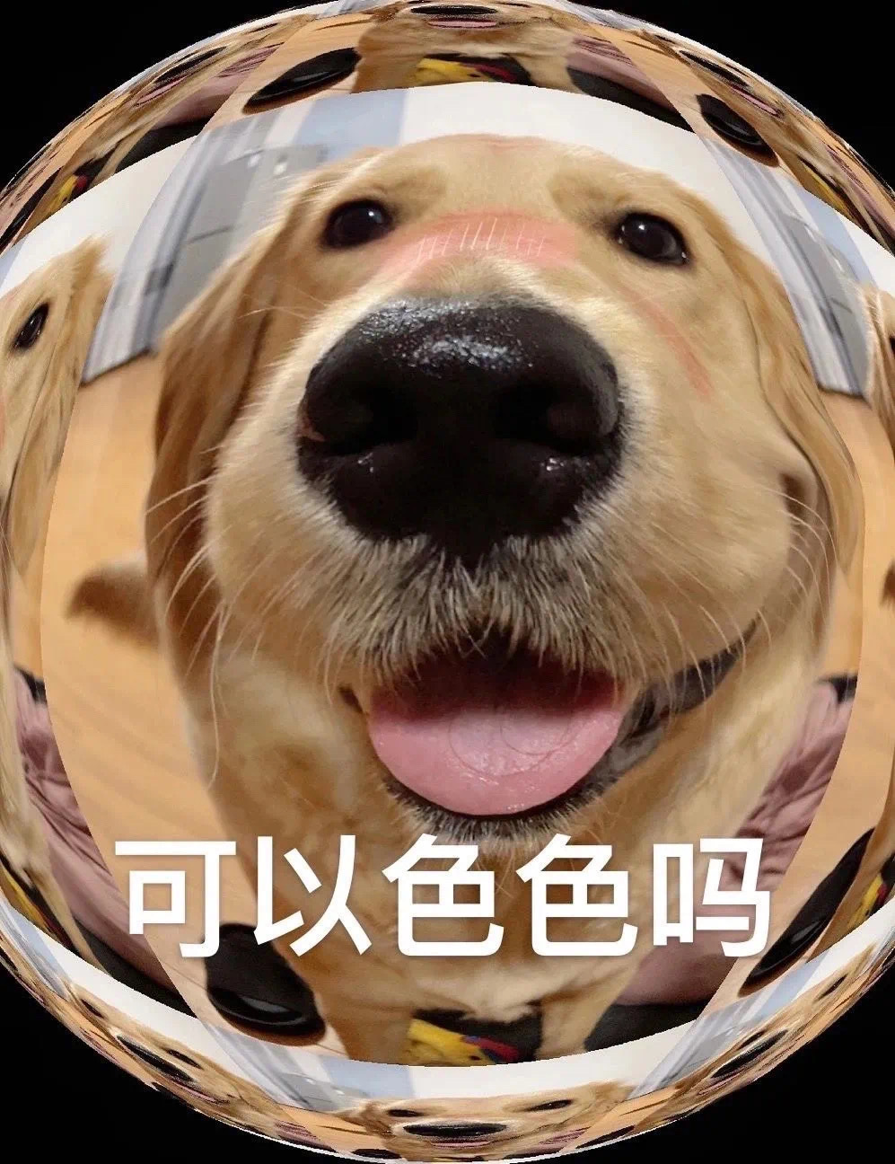 可以色色吗发表情gif搞笑图片