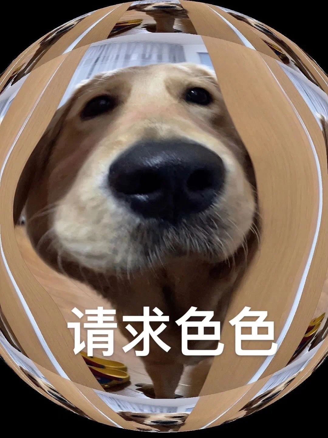 请求色色发表情gif搞笑图片