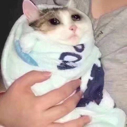 流泪猫猫头发表情gif搞笑图片