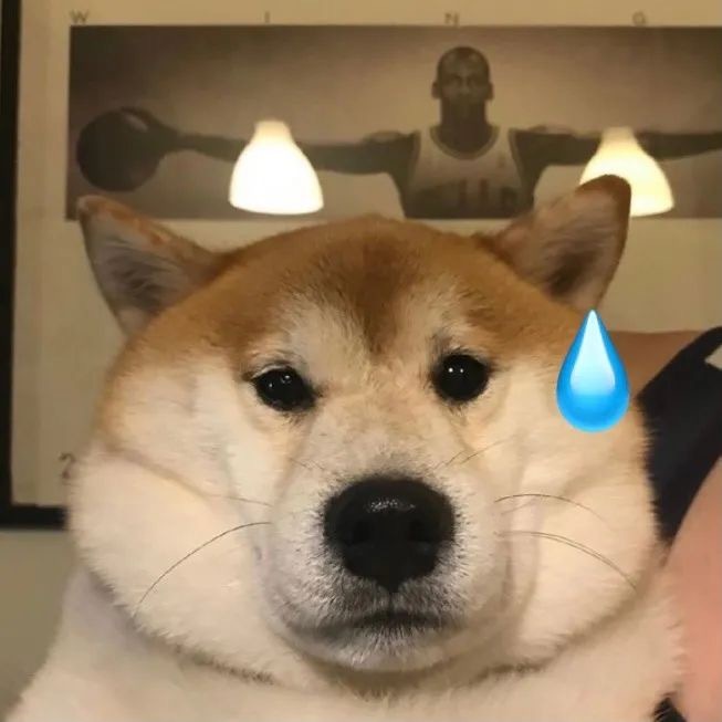 狗狗流汗表情包发表情gif搞笑图片