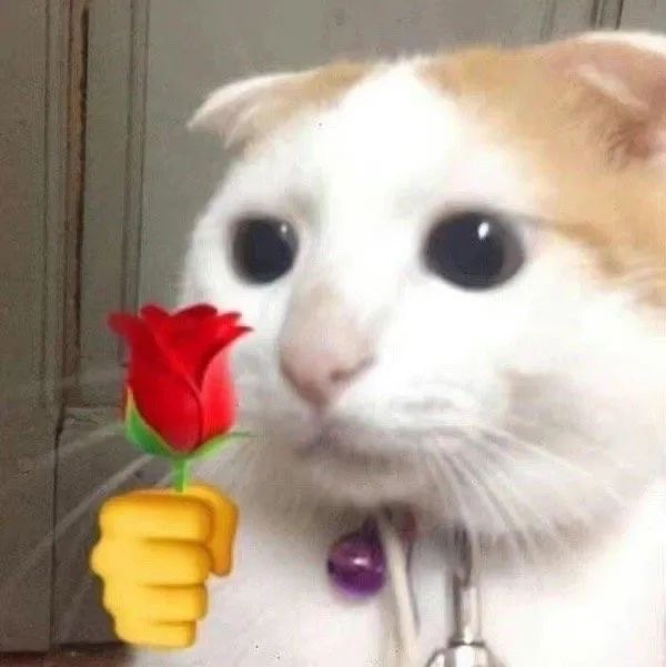 猫猫猫咪举花发表情gif搞笑图片