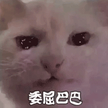 猫咪委屈巴巴发表情gif搞笑图片