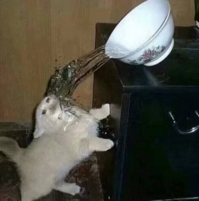 流泪猫猫头发表情gif搞笑图片