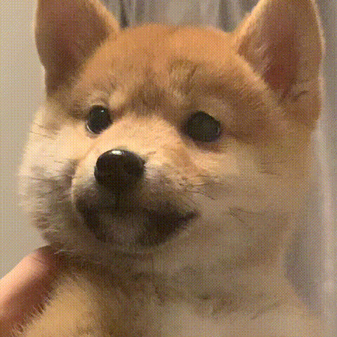 狗狗点头表情包发表情gif搞笑图片