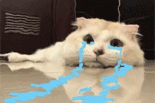 哭了 猫咪表情包发表情gif搞笑图片