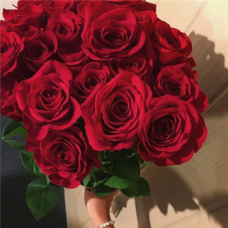 情人节必备之娇艳欲滴的玫瑰花图片创意gif搞笑图片