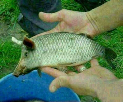 猪头鱼创意gif搞笑图片