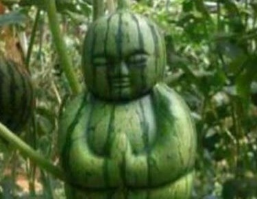 西瓜人参果创意gif搞笑图片