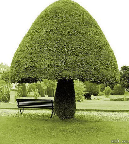 蘑菇树创意gif搞笑图片