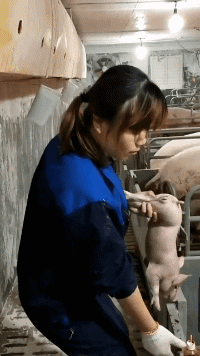 这是在恰屎吗创意gif搞笑图片