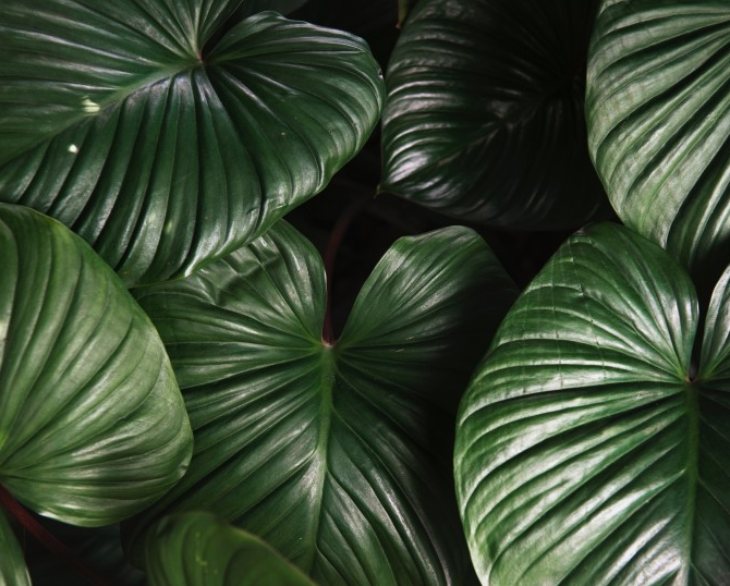 绿叶背景摄影素材创意图片创意gif搞笑图片