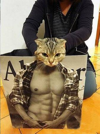 猫创意拍照恶搞肌肉男搞笑图创意gif搞笑图片
