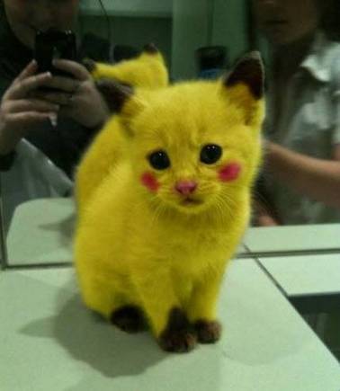 创意猫动物染毛皮卡丘可爱搞笑图创意gif搞笑图片