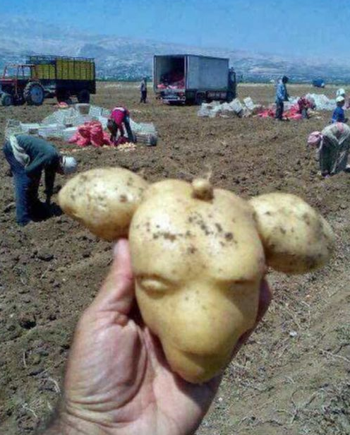 创意个性土豆蔬菜形状图片创意gif搞笑图片