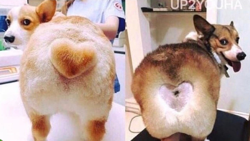 创意的狗狗剪毛造型图创意gif搞笑图片