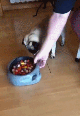 搞笑创意的狗粮碗图片创意gif搞笑图片