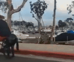 奇葩创意个性马形状的自行车创意gif搞笑图片