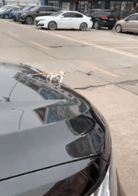 搞怪创意的diy汽车车标创意gif搞笑图片