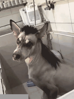 接下来请观看二哈是怎么变成一头驴的创意gif搞笑图片