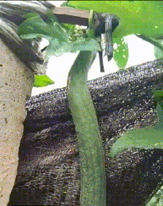 这到底涨了多长，怎么一眼忘不了尽头创意gif搞笑图片