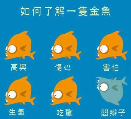 如何了解一只金鱼动画漫画gif搞笑图片