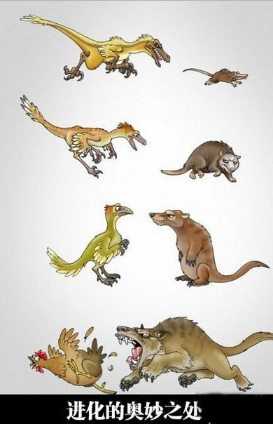 进化的奥妙之处动画漫画gif搞笑图片