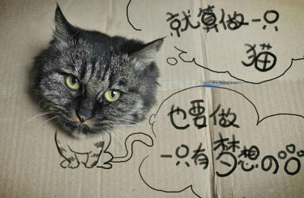 做一只有梦想的猫动画漫画gif搞笑图片