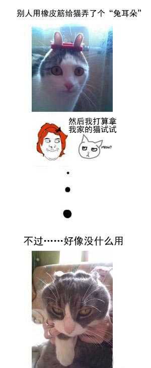 关于给猫弄个“兔耳朵”动画漫画gif搞笑图片