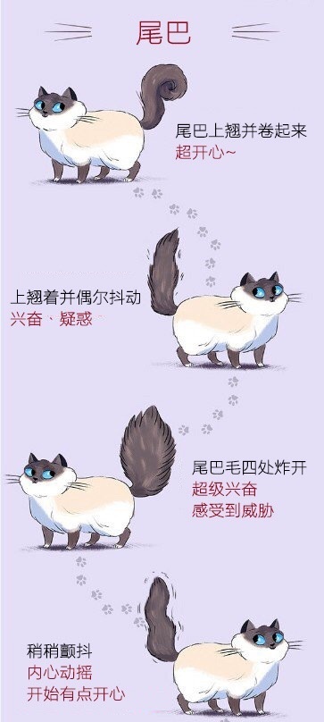 岛国画手总结猫咪动作的含义...各位铲屎官认真学习分享，好好侍奉主子动画漫画gif搞笑图片
