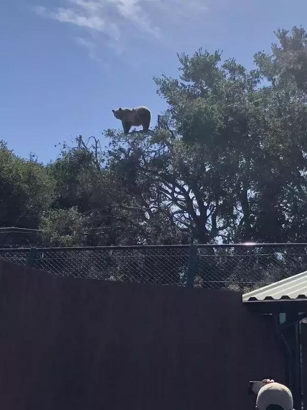 人们都关心它爬得高不高，却没人关心它爬得累不累动物gif搞笑图片