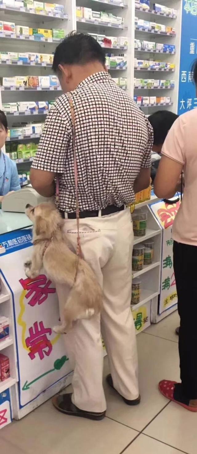 狗皮钱包动物gif搞笑图片