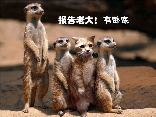 有奸细。。。瞄~动物gif搞笑图片