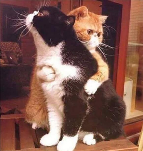 两个胖子的忧伤动物gif搞笑图片