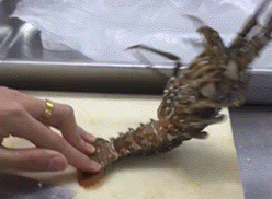 连龙虾都这么努力，你还有什么理由不努力动物gif搞笑图片