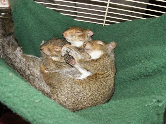 松鼠一家人动物gif搞笑图片