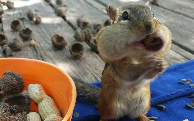 可爱极了！贪吃的金花鼠嘴巴塞满食物萌照动物gif搞笑图片