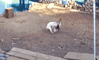 熊孩子老是打架，家里的鸡都成调解员了！动物gif搞笑图片