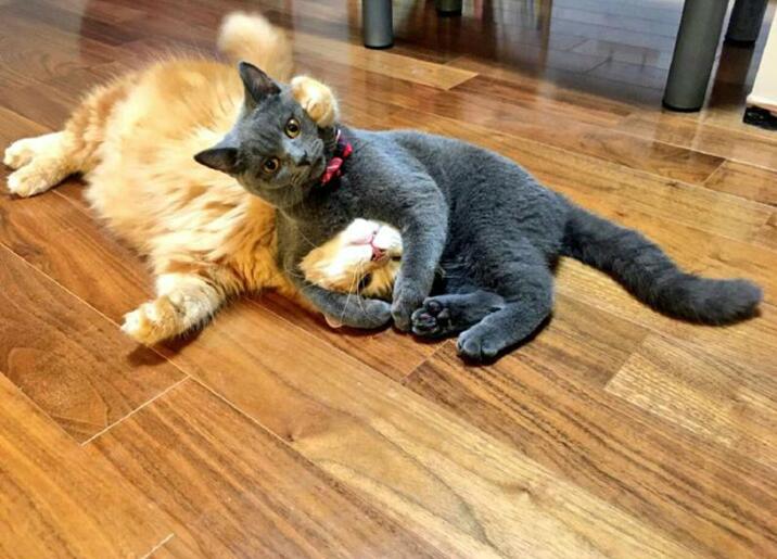 发现自己家的两只猫打架，黑猫还会锁喉动物gif搞笑图片