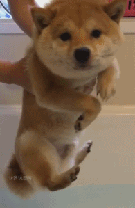 感觉自己萌萌哒！！！动物gif搞笑图片