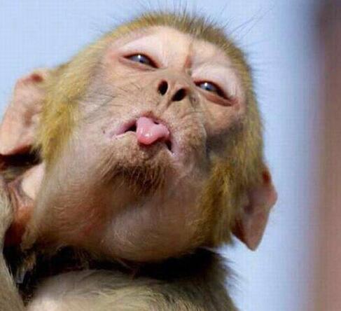 噜噜噜，气死你个熊孩子动物gif搞笑图片