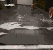 仿佛听到汪星人说了句我艹动物gif搞笑图片