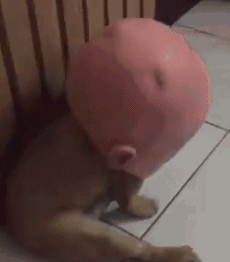 这头盔太凶残了，它一转头我差点吓尿了动物gif搞笑图片