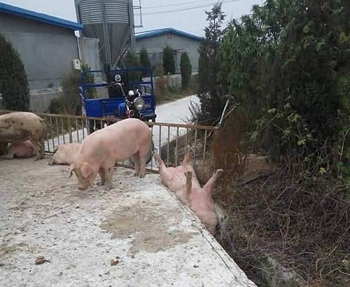 防风的猪，用生命在撒欢啊！动物gif搞笑图片