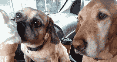 好有耐心的狗狗动物gif搞笑图片