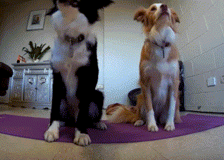 哎呀！这特么才是真正的撒狗粮啊动物gif搞笑图片